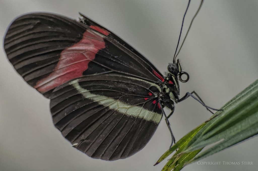 butterflies with CX 70-300 image 7