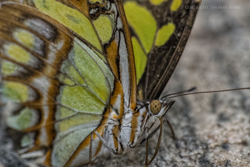 butterflies with CX 70-300 image 9