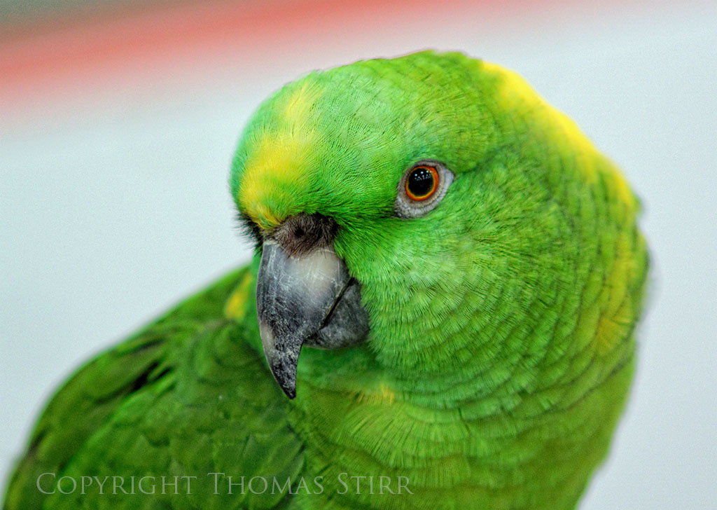 fast telephoto 2