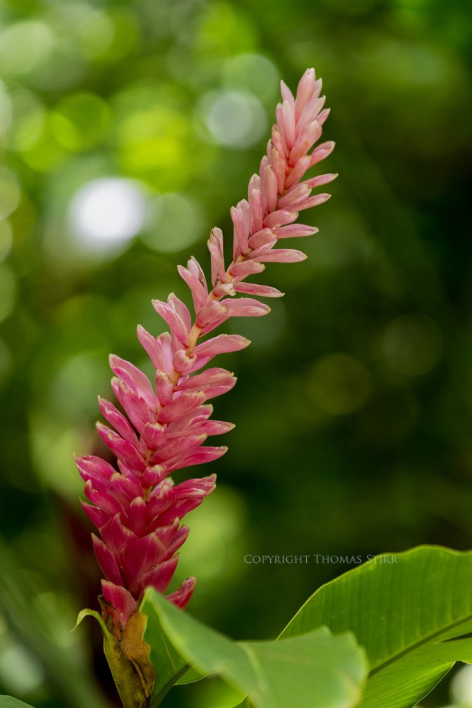 flower telephoto 10