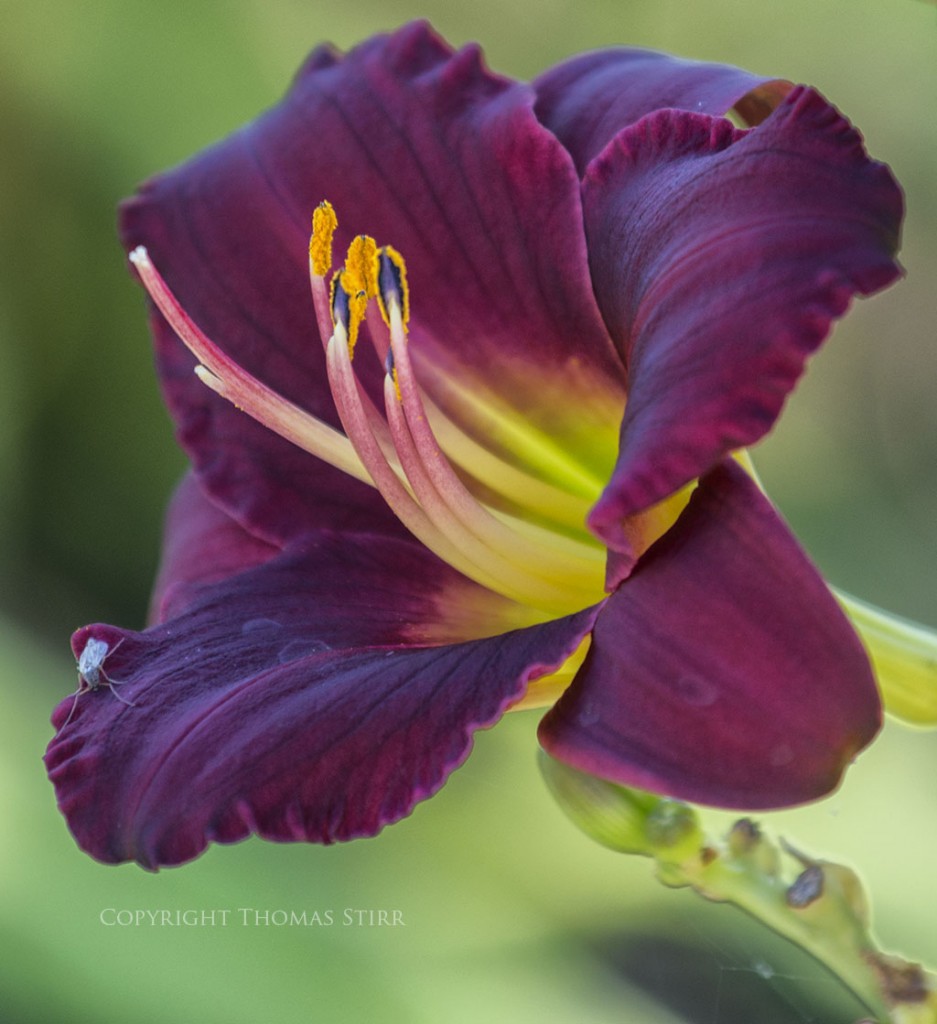 flower telephoto 11