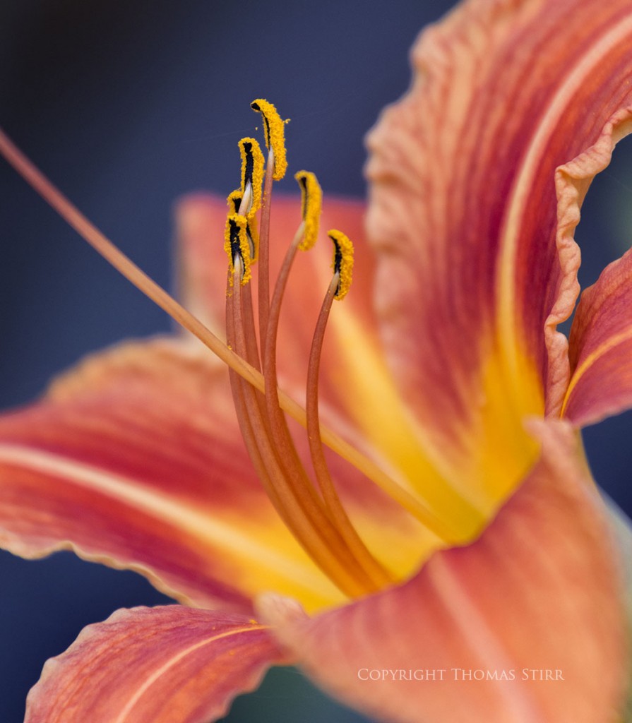 flower telephoto 3