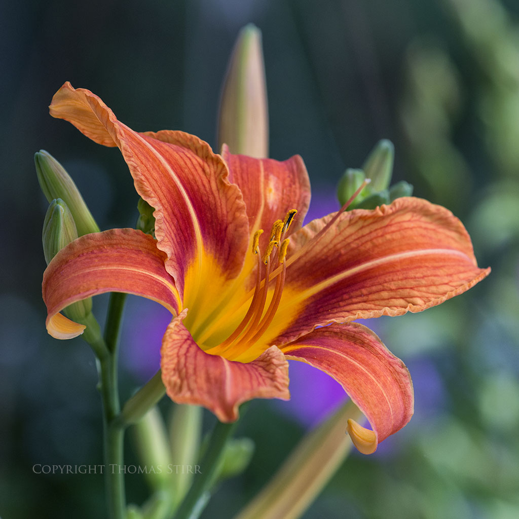 flower telephoto 4