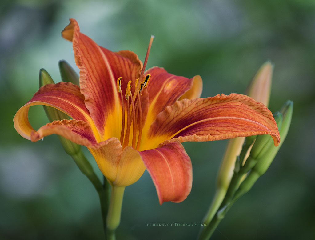 flower telephoto 5