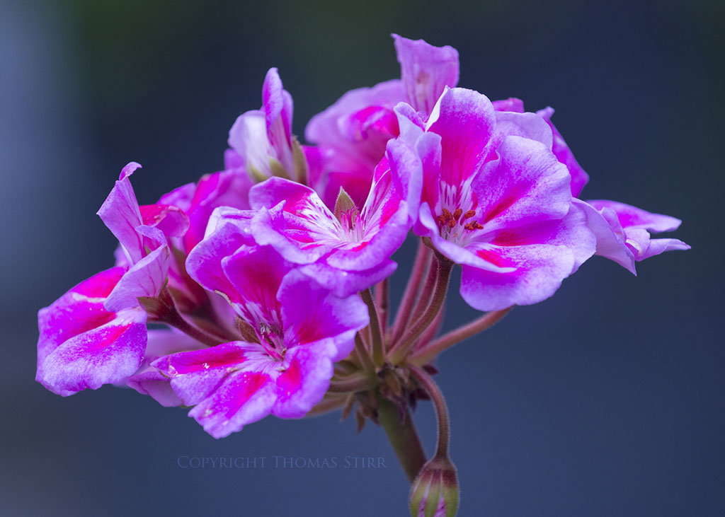 flower telephoto 6