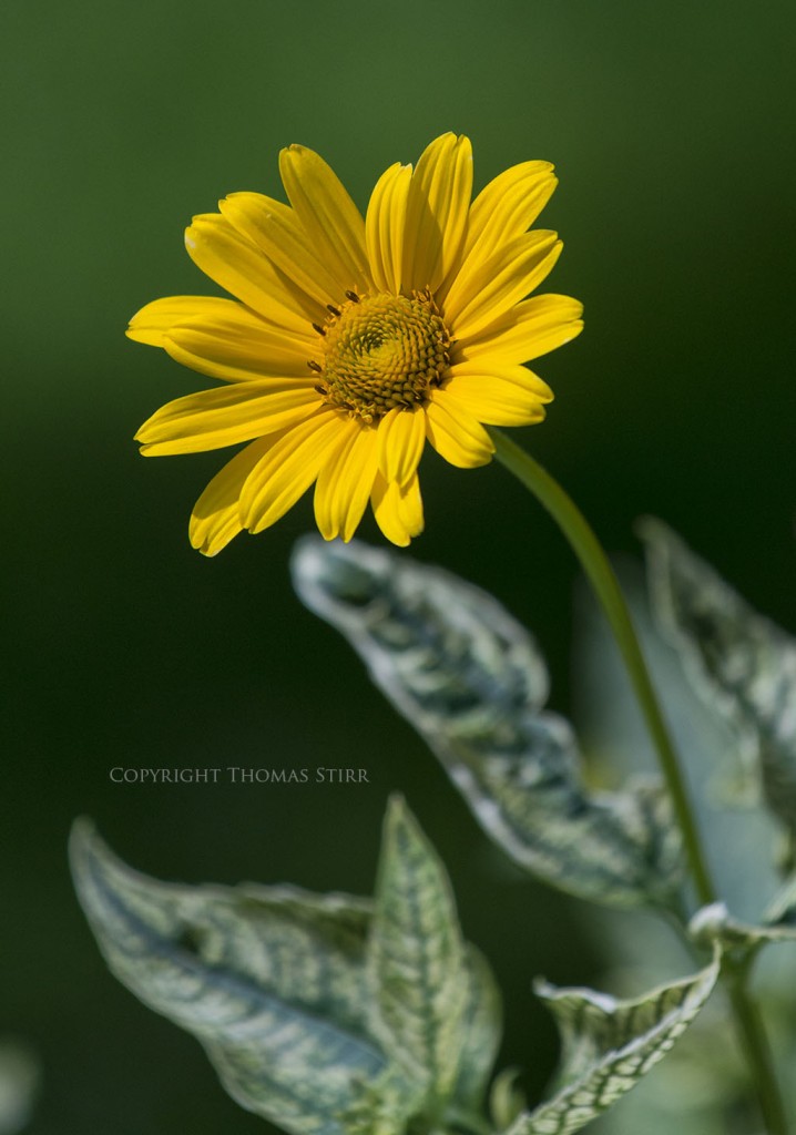 flower telephoto 8