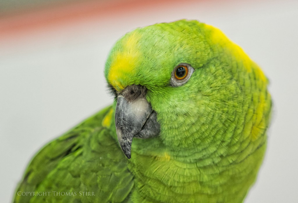 NIKON 1 V2 + 85.0 mm f/1.8 @ ISO 400, 1/100, f/1.8