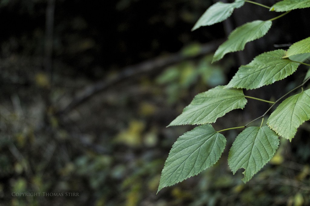 NIKON 1 V2 + 32.0 mm f/1.2 @ ISO 160, 1/500, f/1.2