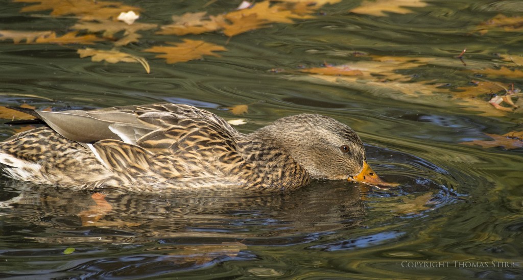 NIKON 1 V2 + 70.0-300.0 mm f/4.5-5.6 @ ISO 160, 1/400, f/5.6