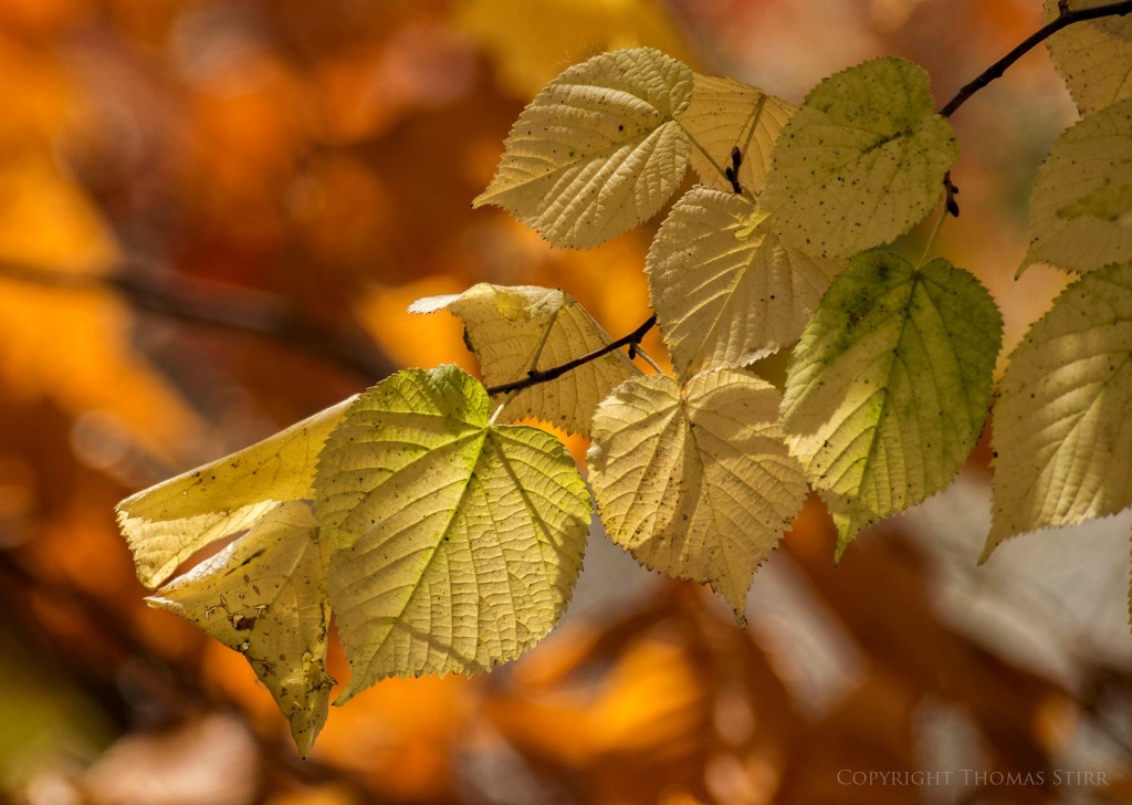 NIKON 1 V2 + 70.0-300.0 mm f/4.5-5.6 @ ISO 160, 1/250, f/5.6