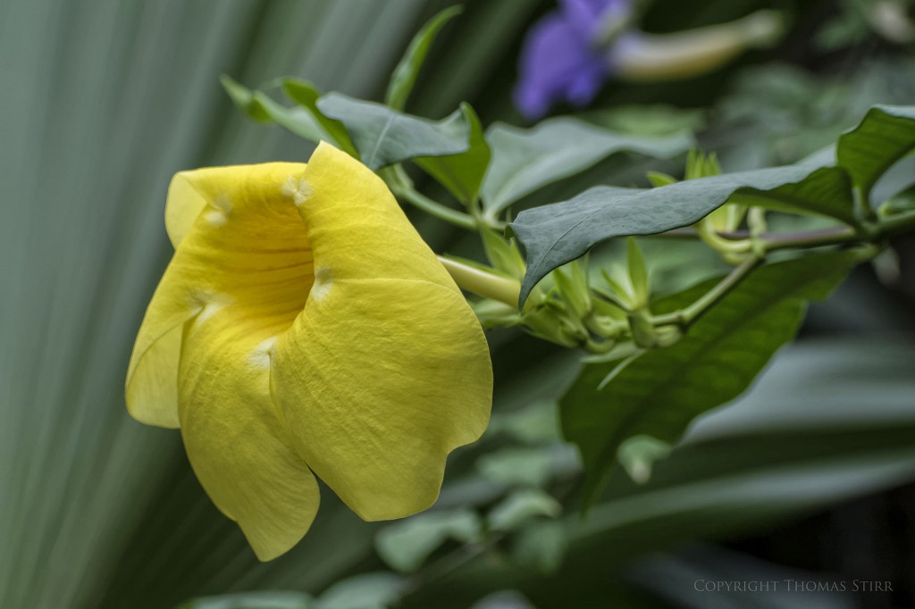 NIKON 1 V2 + 70.0-300.0 mm f/4.5-5.6 @ ISO 220, 1/250, f/5.6