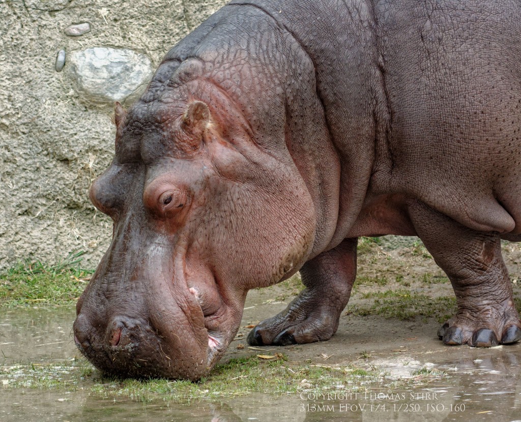 zoo Nikon 1 Image 10