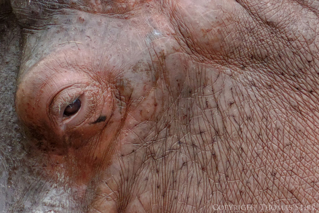 zoo Nikon 1 Image 11