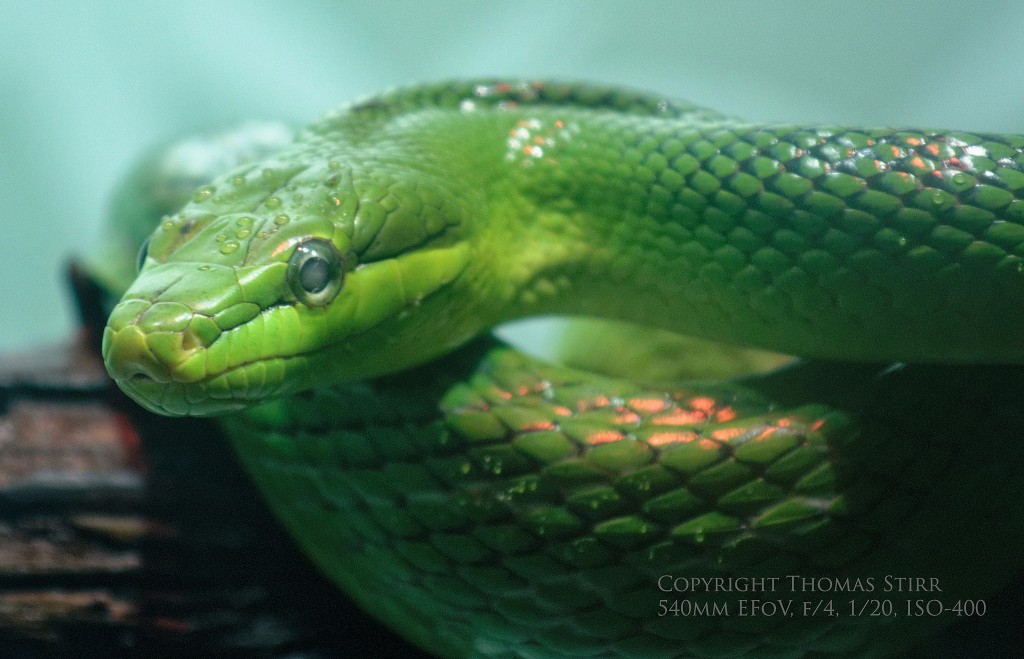 zoo Nikon 1 Image 12