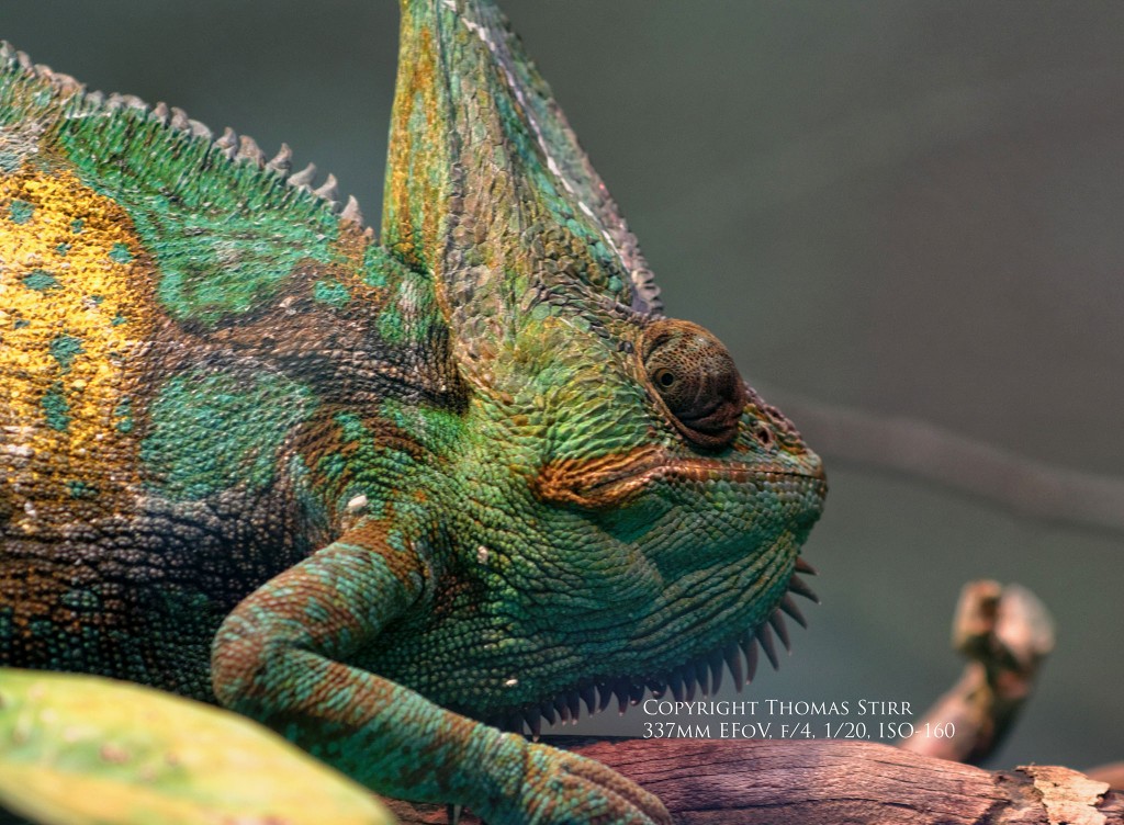 zoo Nikon 1 Image 13