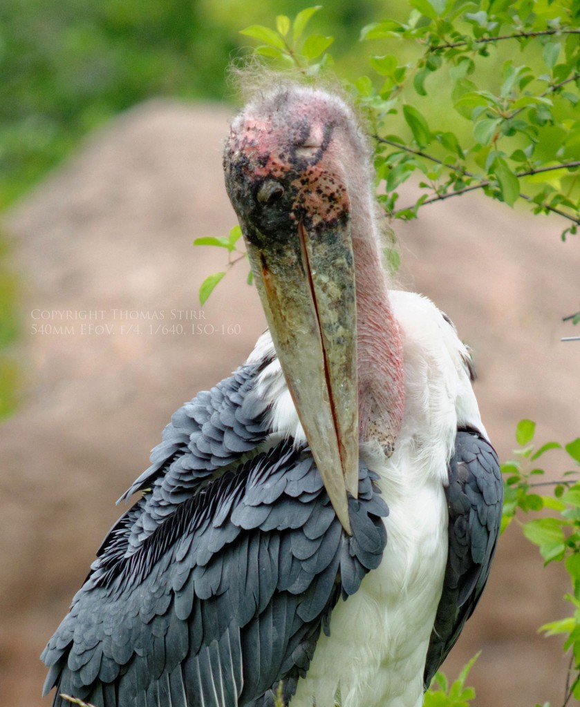 zoo Nikon 1 Image 14