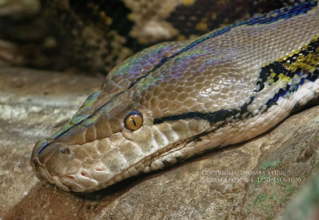 zoo Nikon 1 Image 15