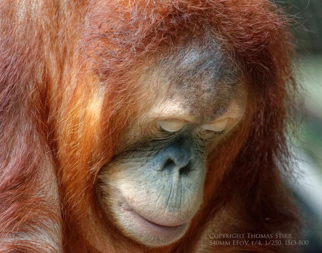 zoo Nikon 1 Image 5