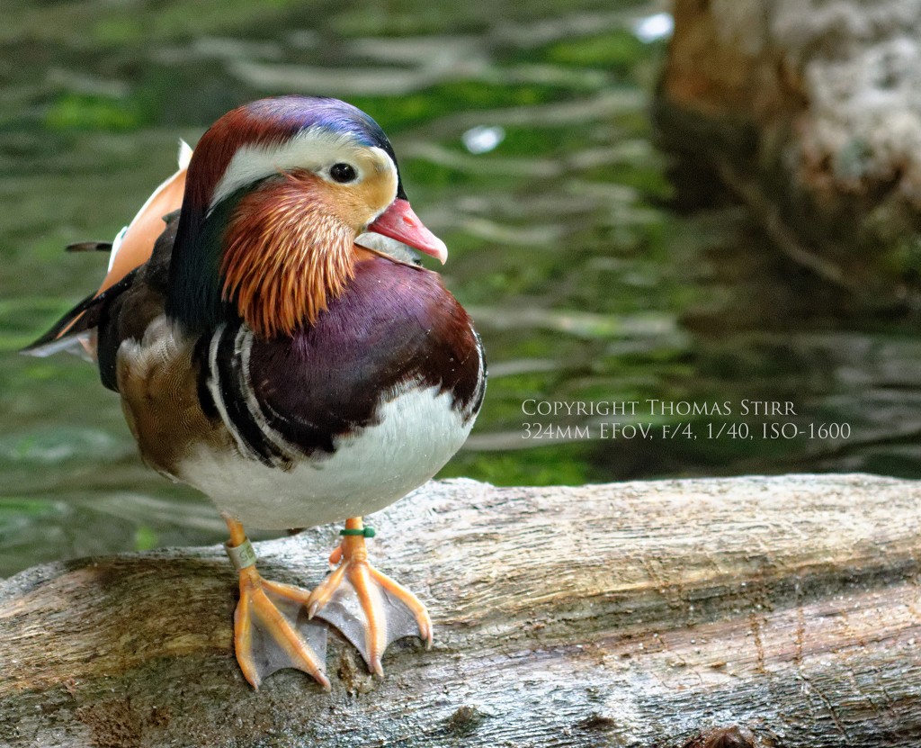 zoo Nikon 1 Image 7