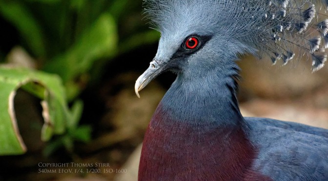 Images at the Zoo Using Nikon 1 and FT-1 Adapter