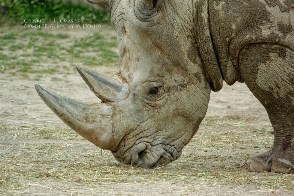 zoo Nikon 1 Image 9