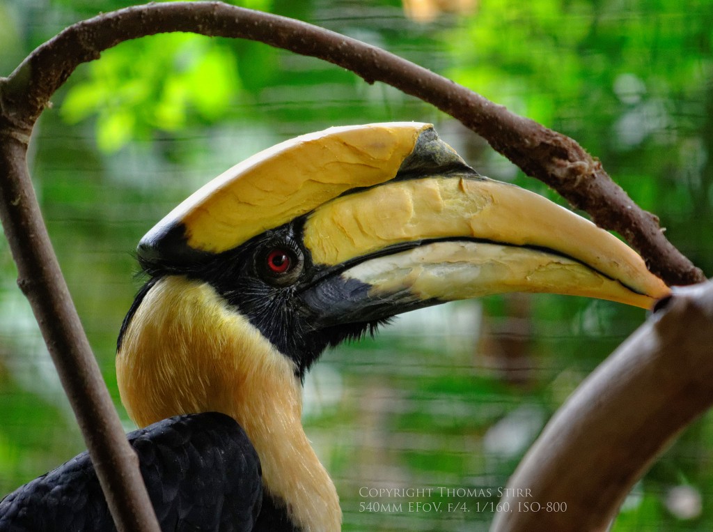 zoo Nikon 1 image 2