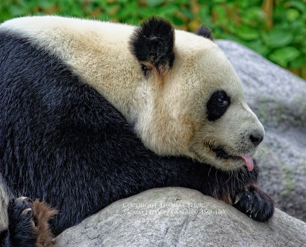 zoo nikon 1 image 1