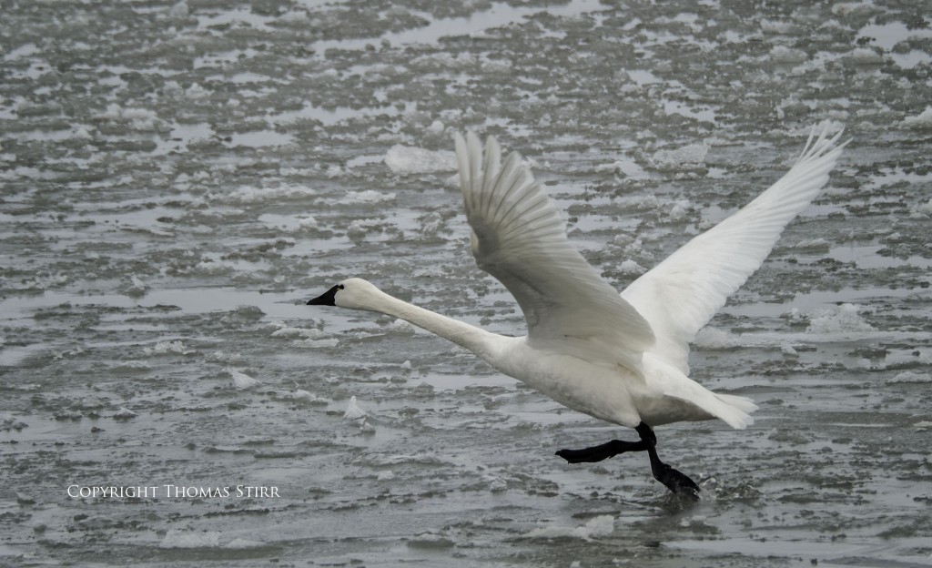 Nikon 1 V2 + Nikon 1 CX 70-300 4.5-5.6, f/5.6, 1/1250, ISO-160, 280mm