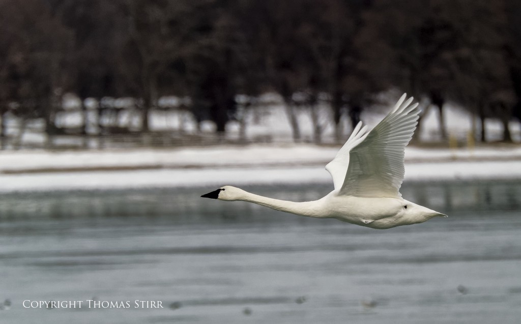 Nikon 1 V2 + Nikon 1 CX 70-300 f/4.5-5.6, f/5.6, 1/1250, 300mm, efov 810mm