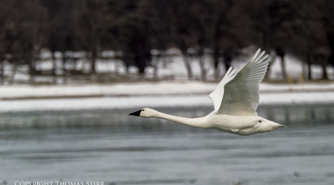 Photographing Birds on the Niagara River in Winter