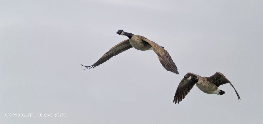 Nikon 1 V2 + Nikon 1 CX 70-300 f/4.5-5.6, f/5.6, 1/2500, ISO-400, 300mm, efov 810mm