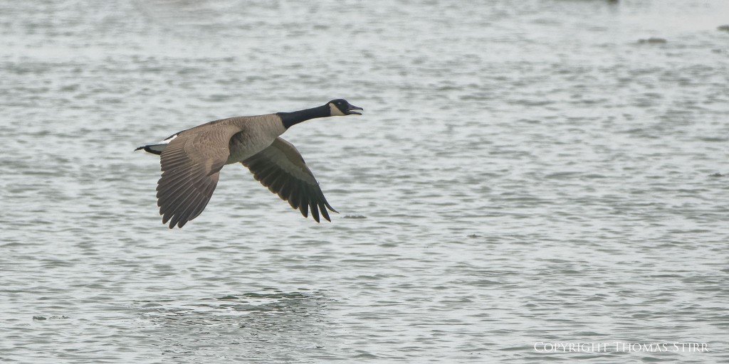 Nikon D800 + TAMRON 150-600 f/5-6.3, f/8, 1/2000, ISO-1000, 600mm, subject distance 149.6m