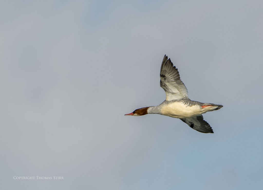 Nikon D800 + TAMRON 150-600 f/5-6.3, f/8, 1/4000, ISO-1000, 600mm, efov 900mm, subject distance 149.6m