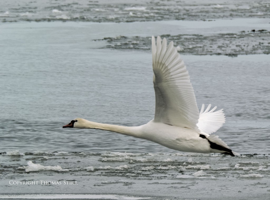 Nikon 1 V2 + Nikon 1 CX 70-300 f/4.5-5.6, f/5.6, 1/2000, ISO-400, 300mm