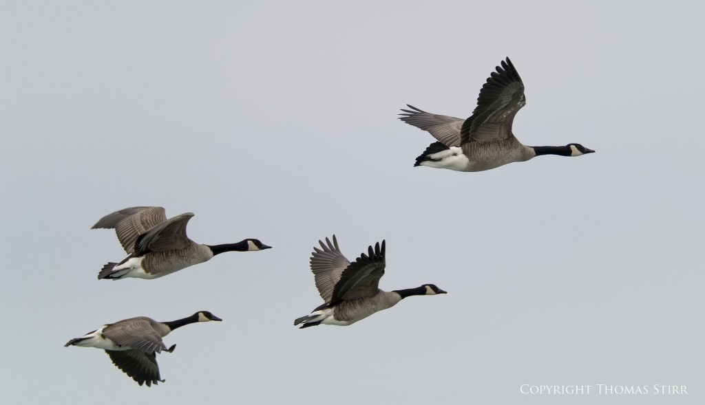 Nikon 1 V2 + Nikon 1 CX 70-300 f/4.5-5.6, f/5.6, 1/2000, ISO-400, 300mm, efov 810mm