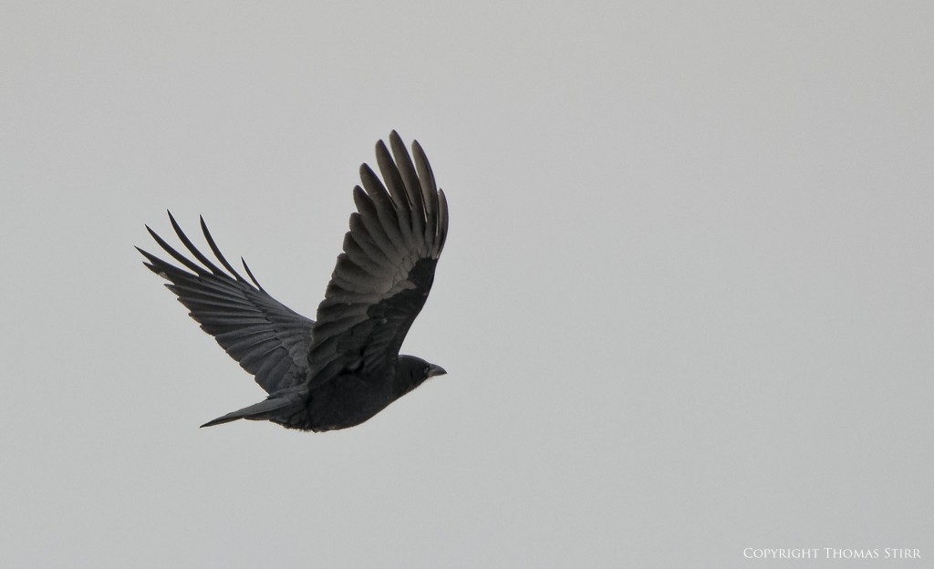 Nikon D800 + TAMRON 150-600 f/5-6.3, f/8, 1/4000, ISO-1000, 600mm