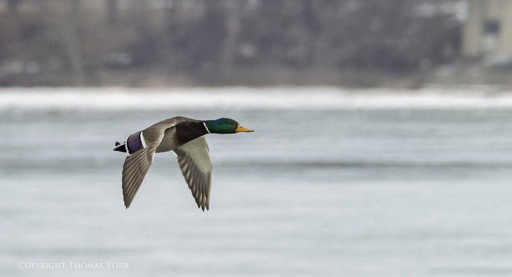 Nikon 1 V2 + Nikon 1 CX 70-300 f/4.5-5.6, f/5.6, 1/1250, ISO-400, 300mm, efov 810mm