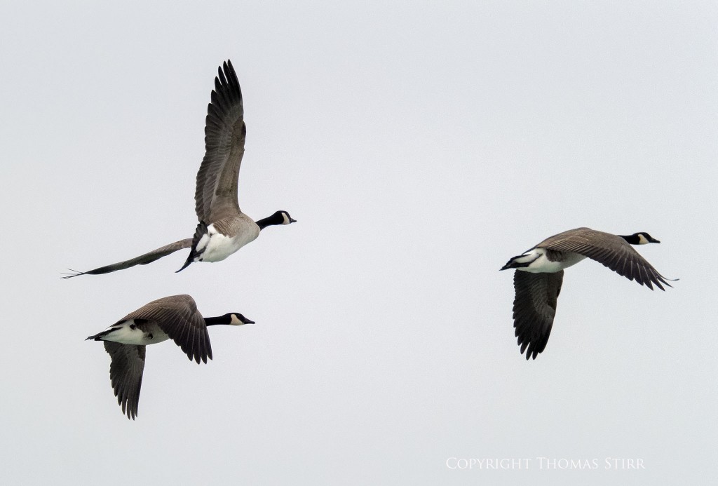 Nikon 1 V2 + Nikon 1 CX 70-300 f/4.5-5.6, f/5.6, 1/2000, ISO-400, 300mm efov 810mm