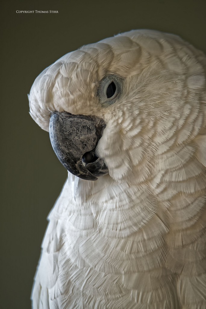 NIKON D800 + TAMRON 150-600mm f/5-6.3 @ 600mm, ISO 1250, 1/250, f/6.3