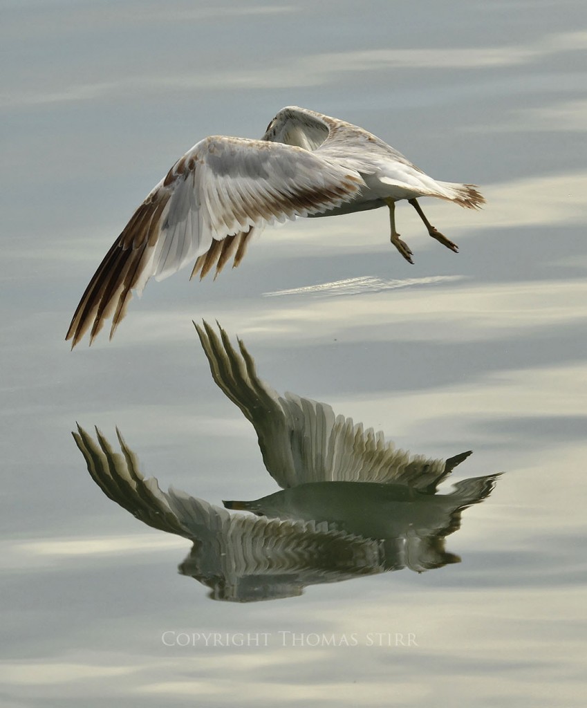 NIKON D7000 + Nikkor 70-200 f/4G @ 200mm, ISO 400, 10/25000, f/6.3