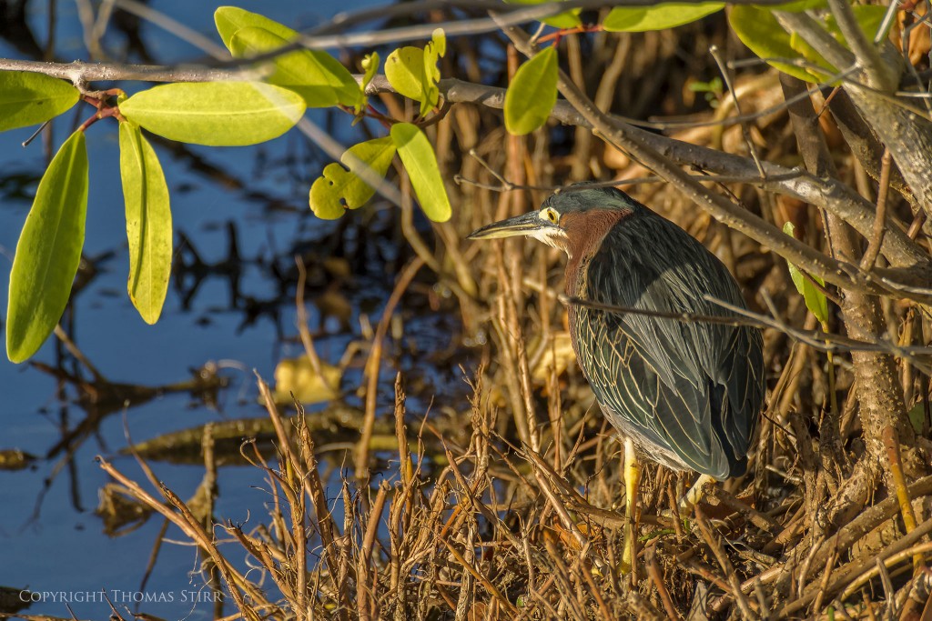 Nikon 1 V2 + Nikon 1 CX 70-300 f/4.5-5.6, f/5.6, 1/320, ISO-160, 300mm, efov 810mm