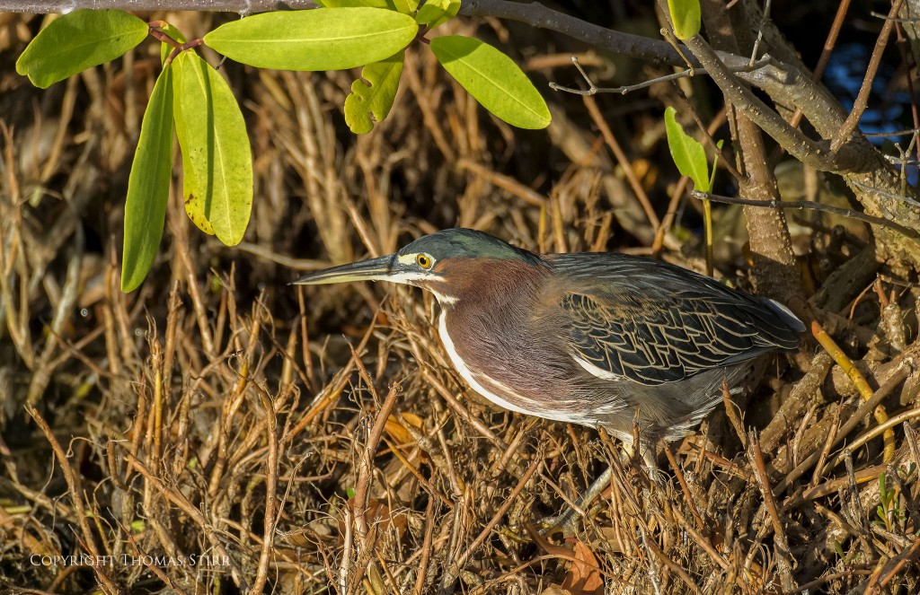 Nikon 1 V2 + Nikon 1 CX 70-300 f/4.5-5.6, f/5.6, 1/1600, ISO-800, 300mm, efov 810mm