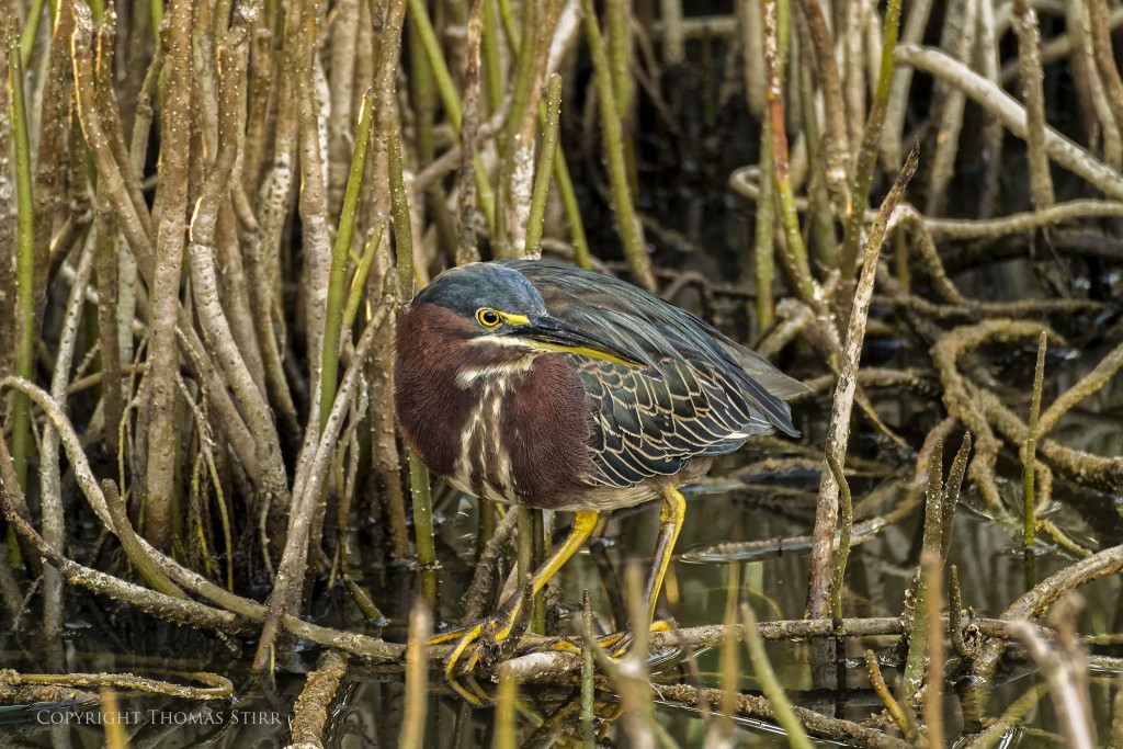 Nikon 1 V2 + Nikon 1 CX 70-300 f/4.5-5.6, f/5.6, 1/100, ISO-800, 300mm, efov 810mm