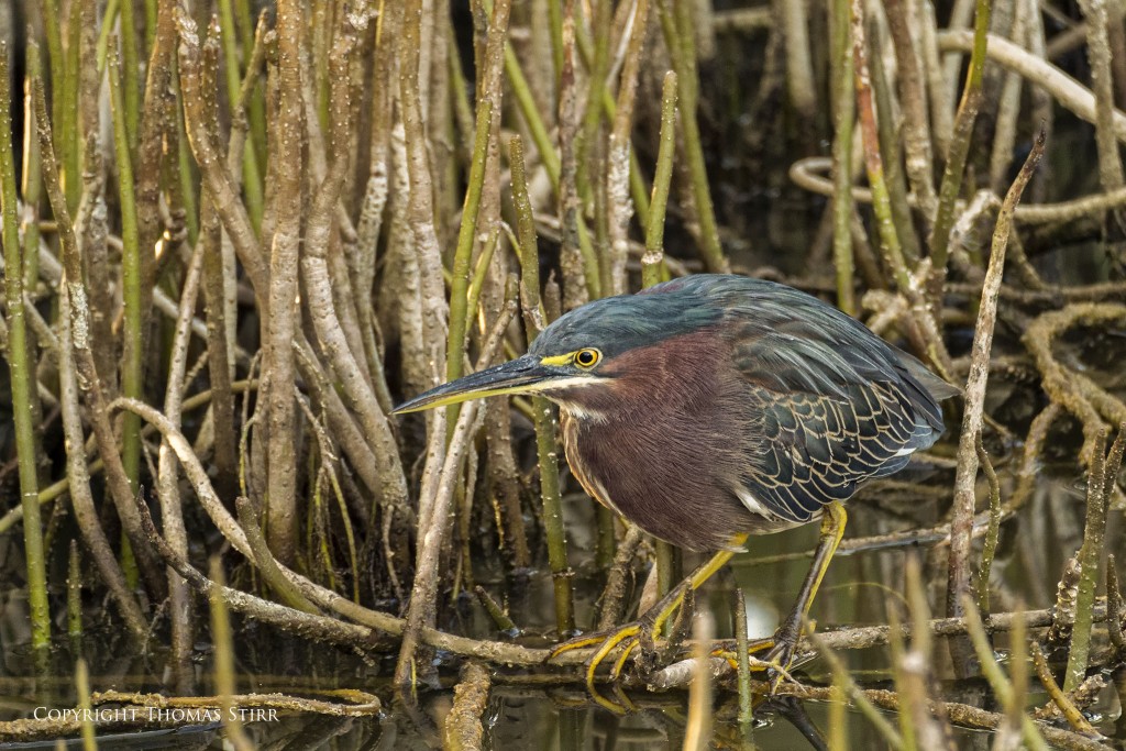 Nikon 1 V2 + Nikon 1 CX 70-300 f/4.5-5.6, f/5.6, 1/125, ISO-800, 300mm, efov 810mm
