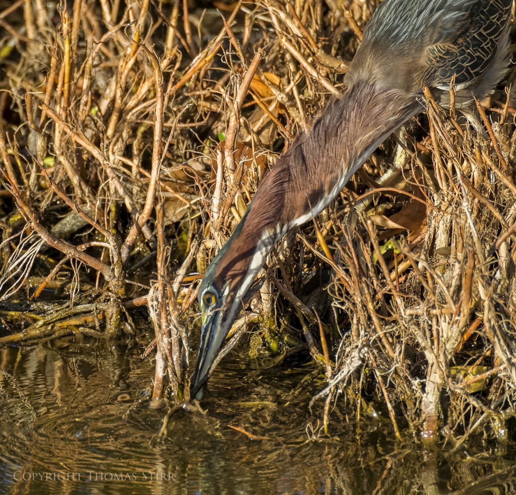 Nikon 1 V2 + Nikon 1 CX 70-300 f/4.5-5.6, f/5.6, 1/1250, ISO-800, 300mm, efov 810mm