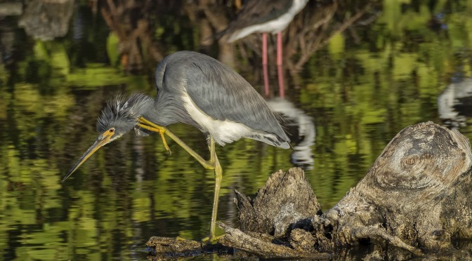 Photographing Heron in Cuba