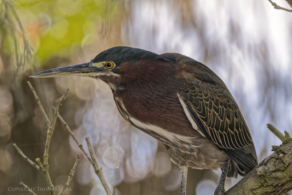 NIKON 1 V2 + NIKON 1 CX 70-300mm f/4.5-5.6 @ 300mm, ISO 200, 1/100, f/6.3 