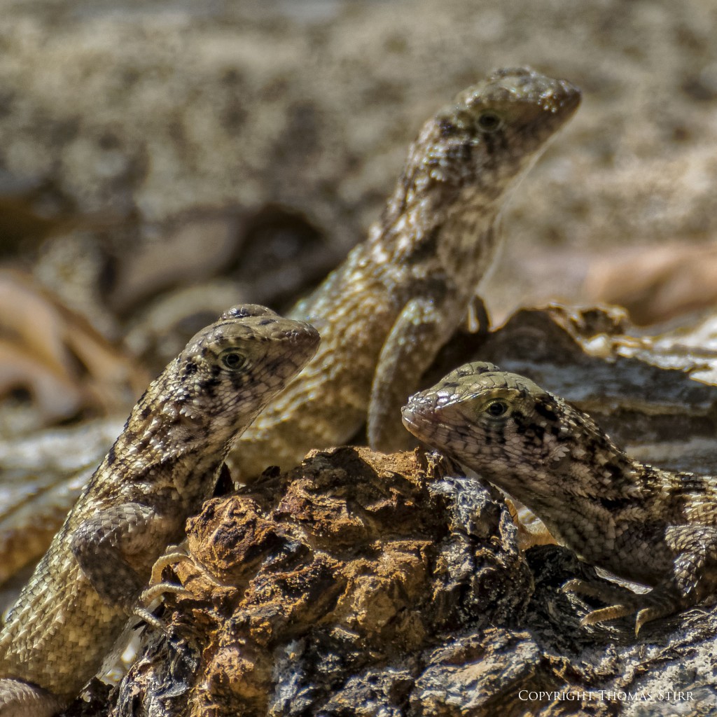 NIKON 1 V2 + NIKON 1 CX 70-300mm f/4.5-5.6 @ 300mm, efov 810mm, ISO 400, 1/1250, f/5.6