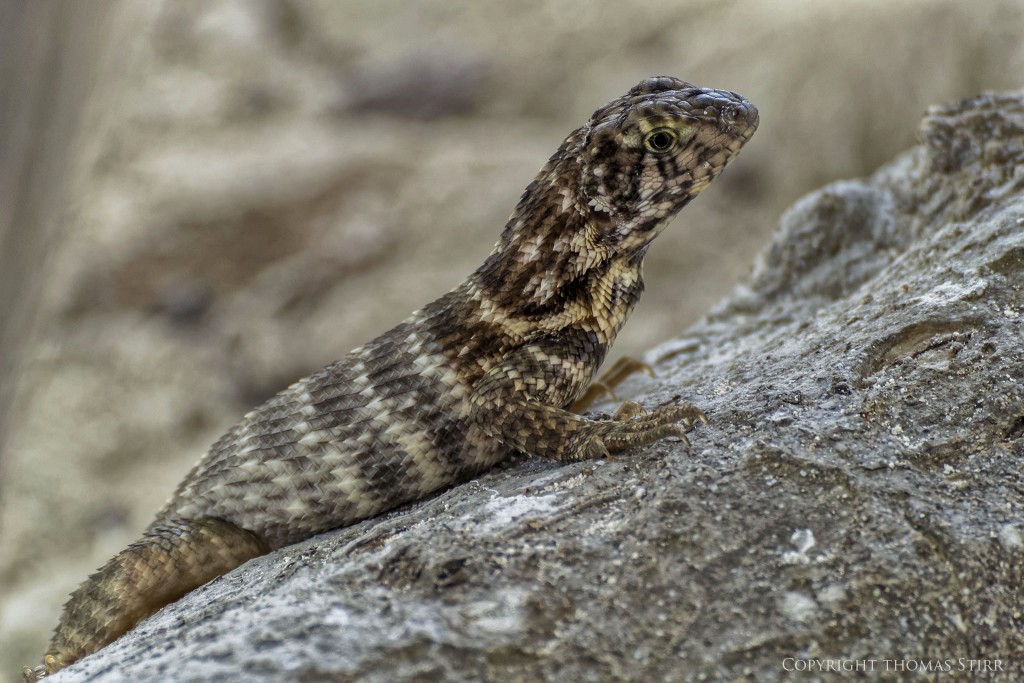 NIKON 1 V2 + NIKON 1 CX 70-300mm f/4.5-5.6 @ 300mm, efov 810mm, ISO 400, 1/320, f/5.6