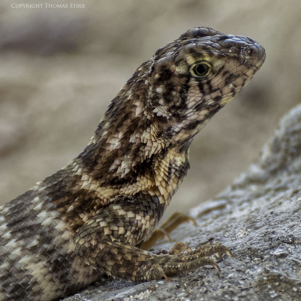 NIKON 1 V2 + NIKON 1 CX 70-300mm f/4.5-5.6 @ 300mm, efov 810mm, ISO 400, 1/320, f/5.6
